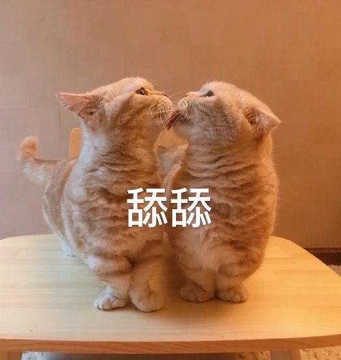 猫咪舔表情包图片