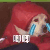 萌宠 狗狗 唧唧 呆萌 可爱