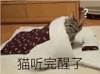 萌宠 猫咪 猫听完醒了 呆萌 可爱