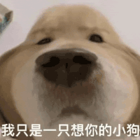 萌宠 狗狗 我只是一只想你的小狗 呆萌 可爱