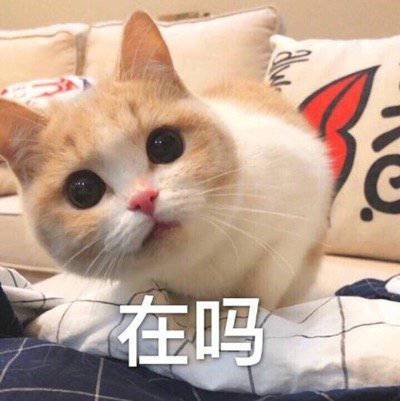 好奇的表情包小猫图片