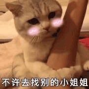 沙雕猫