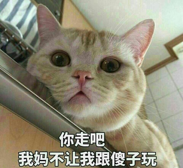 猫喵星人铲屎官猫咪可爱呆萌gif动图_动态图_表情包下载_soogif