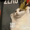 萌宠 猫咪 耶 呆萌 可爱