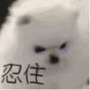 萌宠 狗狗 忍住 呆萌 可爱