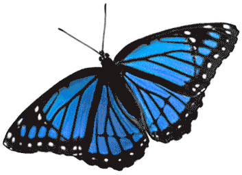 蓝蝴蝶表情包图片