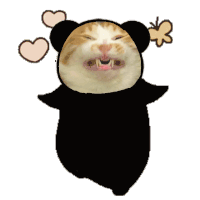 猫咪 搞怪 沙雕 逗