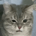 萌宠 猫咪 生气 呆萌 可爱