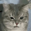 萌宠 猫咪 生气 呆萌 可爱