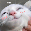 萌宠 猫咪 嘿嘿嘿 呆萌 可爱
