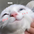 萌宠 猫咪 嘿嘿嘿 呆萌 可爱