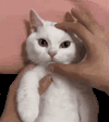 萌宠 猫咪 生气 呆萌 可爱