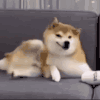 萌宠 狗狗 打滚 呆萌 可爱