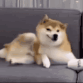 萌宠 狗狗 打滚 呆萌 可爱