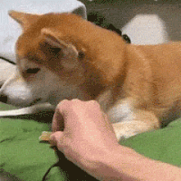 萌宠 狗狗 不吃 呆萌 可爱