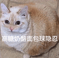 萌宠 猫咪 高糖奶酪面包球隐忍 呆萌 可爱