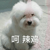 萌宠 汪星人 呵呵 垃圾 搞怪 呆萌