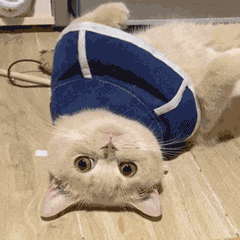 萌宠 猫咪 躺着 呆萌 可爱