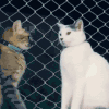 萌宠 猫咪 抱 呆萌 可爱