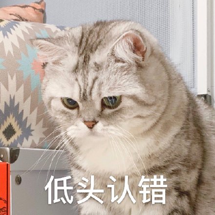 猫咪道歉表情包图片