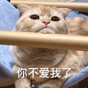 沙雕猫