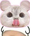 猫咪 可爱 大肚子猫咪 日常