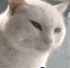 萌宠 猫咪 盯 呆萌 可爱