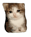 萌宠 猫咪 哭 呆萌 可爱
