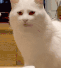 萌宠 猫咪 盯 呆萌 可爱