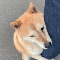 萌宠 狗狗 抱大腿 呆萌 可爱