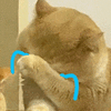 萌宠 猫咪 哭 呆萌 可爱