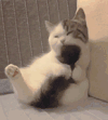 萌宠 猫咪 尾巴 呆萌 可爱