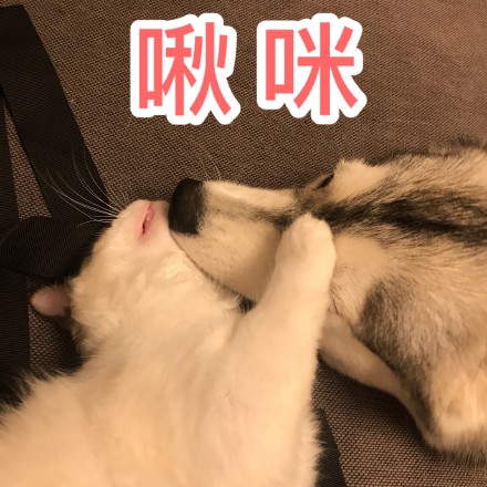 猫咪开心表情包搞笑图片