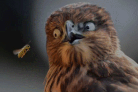 猫头鹰动图表情包图片