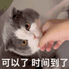 萌宠 猫咪 可以了时间到了 呆萌 可爱
