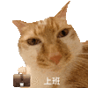 萌宠 猫咪 上班 呆萌 可爱
