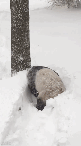 熊猫国宝打滚玩耍gif动图