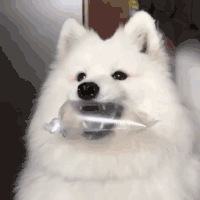 萌宠 狗狗 卖萌 呆萌 可爱