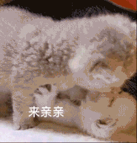 萌宠 猫咪 要亲亲 呆萌 可爱