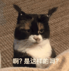 猫咪 啊？是这样的吗？ 疑惑 询问 沙雕