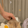 萌宠 猫咪 ？ 呆萌 可爱