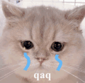 萌宠 猫咪 哭 呆萌 可爱