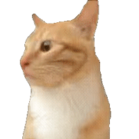 猫咪 meme 可爱 搞怪