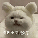 萌宠 猫咪 看你不爽很久了 呆萌 可爱