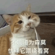 沙雕猫