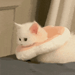 萌宠 猫咪 无聊 呆萌 可爱