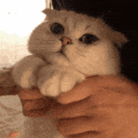 萌宠 猫咪 抱 呆萌 可爱