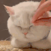 萌宠 猫咪 睁眼 呆萌 可爱