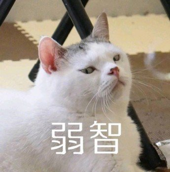 猫咪表情包 嫌弃图片