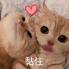 萌宠 猫星人 粘住 爱你 搞怪 呆萌